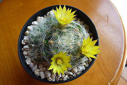 芳香丸・開花参上♪: 窓辺のTreasure窓辺のFairy